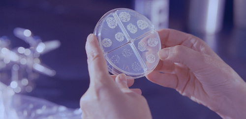 Reduce pathogens in STP
